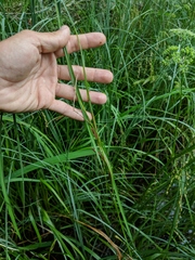 Carex aquatilis substricta