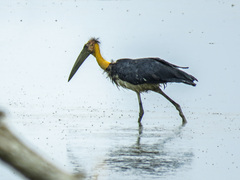 Leptoptilos javanicus