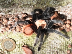Brachypelma albiceps
