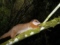 Brown-Eared Woolly Opossum photo 2