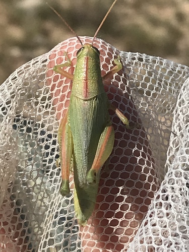 Showy Grasshopper photo 6