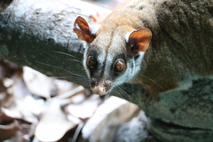 Brown-Eared Woolly Opossum photo 3
