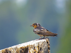 Hirundo tahitica