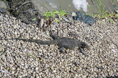 Varanus salvator macromaculatus
