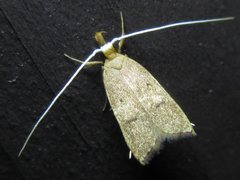 Lecitholaxa thiodora