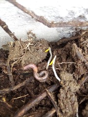 Lumbricus terrestris terrestris