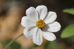Cosmos diversifolius