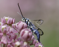 Synanthedon pictipes