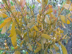 Dendrophthora clavata