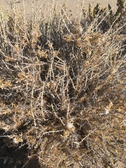 Tetradymia spinosa