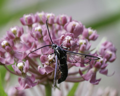 Synanthedon pictipes