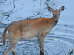 Odocoileus virginianus