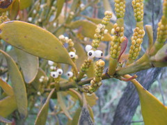 Dendrophthora clavata