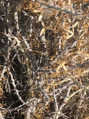Tetradymia spinosa
