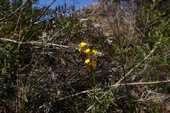 Diuris unica
