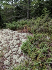 Sporobolus rigidus magnus