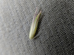 Sporobolus rigidus magnus