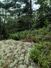 Sporobolus rigidus magnus