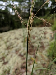 Sporobolus rigidus magnus