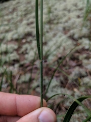 Sporobolus rigidus magnus