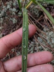 Sporobolus rigidus magnus