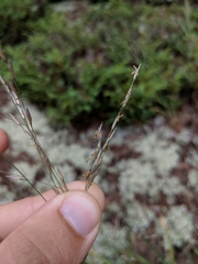 Sporobolus rigidus magnus