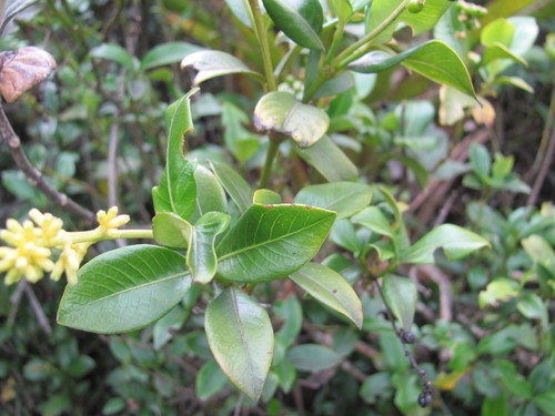 Palicourea boqueronensis, photograph 1