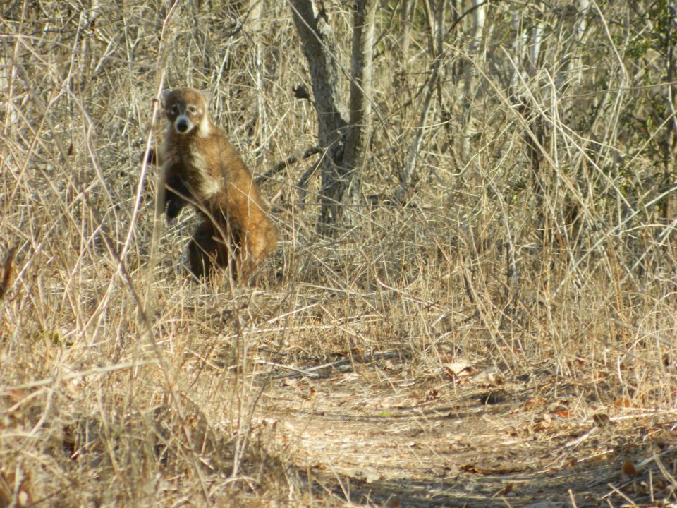 White-nosed Coati from Las Palomas, Meseta de Cacaxtla on June 10, 2014 ...