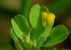 Trifolium micranthum