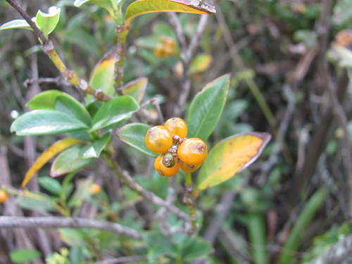 Palicourea boqueronensis, photograph 3