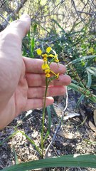 Diuris unica