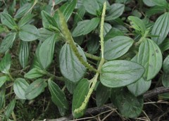 Peperomia tequendamana