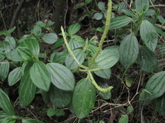 Peperomia tequendamana