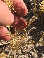 Lepidium lasiocarpum