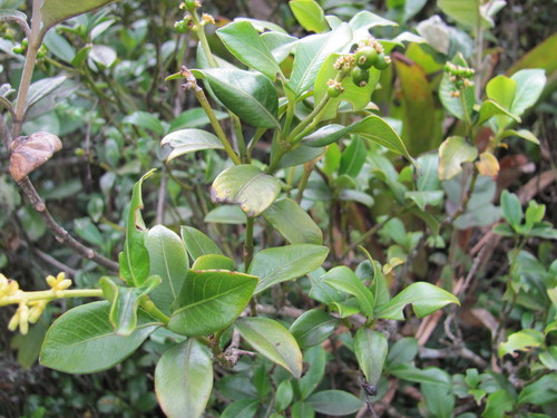 Palicourea boqueronensis, photograph 2