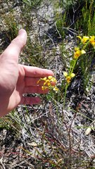 Diuris unica