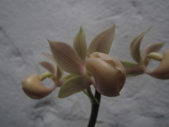 Mormodes