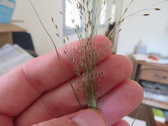 Eragrostis frankii