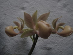 Mormodes