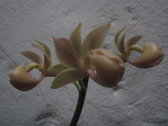 Mormodes