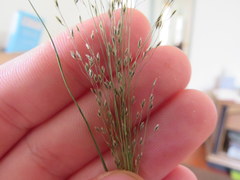 Eragrostis frankii