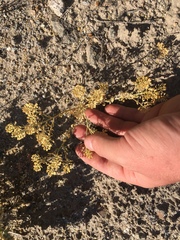 Lepidium lasiocarpum