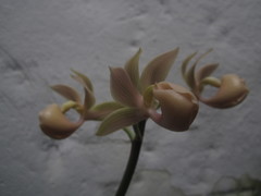 Mormodes