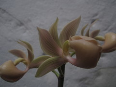 Mormodes
