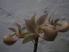 Mormodes