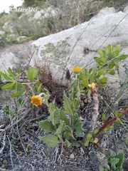 Verbesina pedunculosa