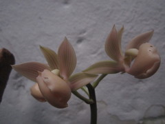 Mormodes
