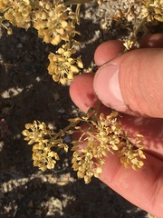 Lepidium lasiocarpum