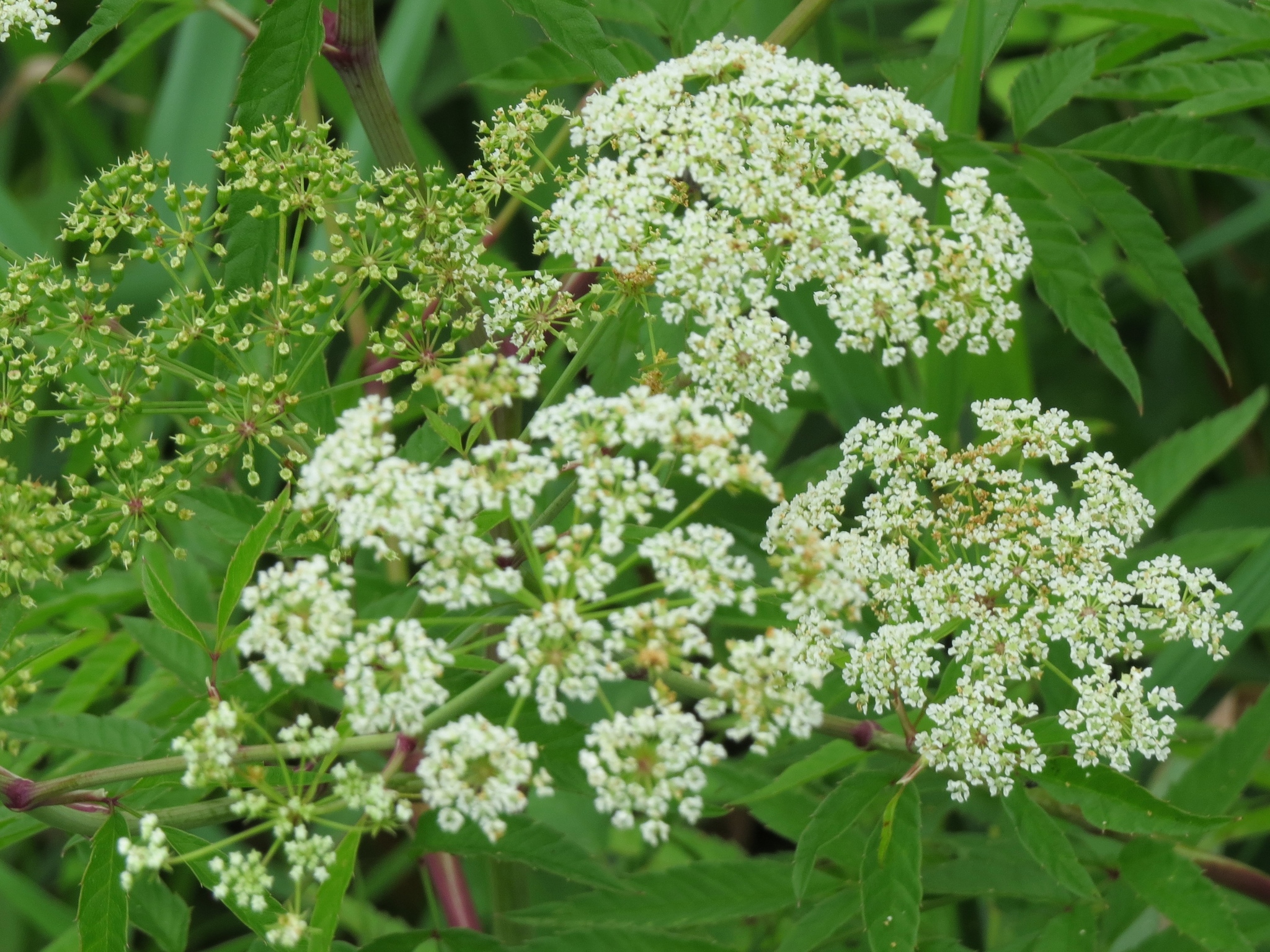 Cicuta maculata var. angustifolia