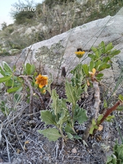 Verbesina pedunculosa